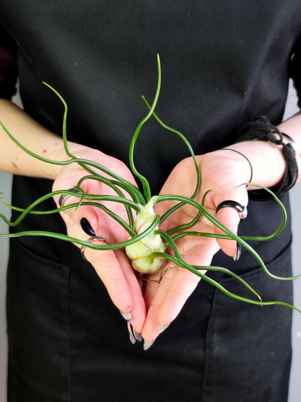 Тилландсия Бульбовидная (Tillandsia Bulbosa) XL
