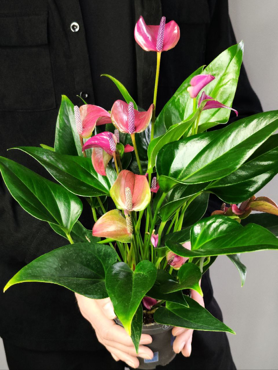 Антуриум Карма Пурпл (Anthurium Karma Purple) D12см