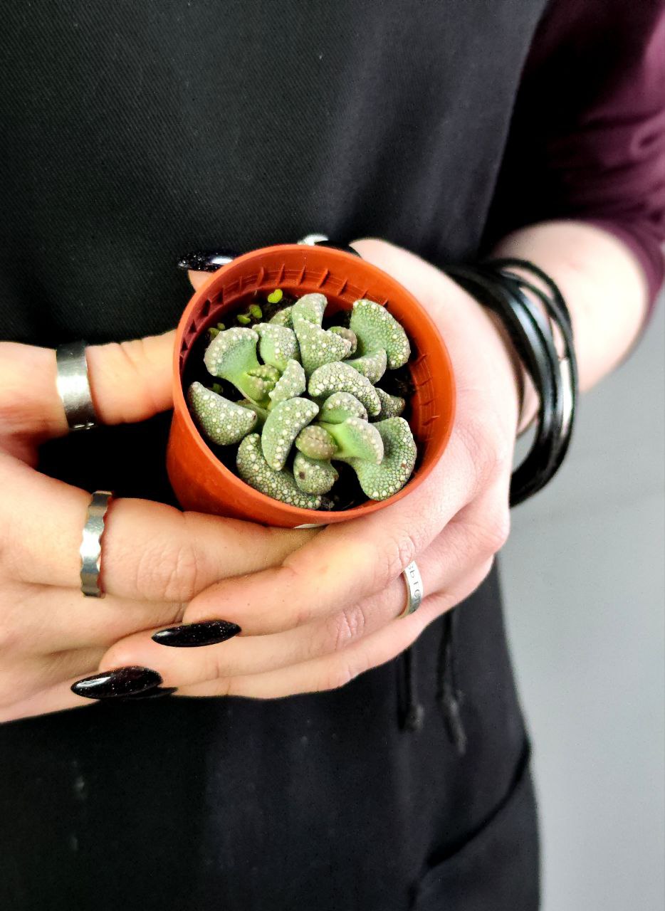 Титанопсис Примоси (Titanopsis Primosii) D5см