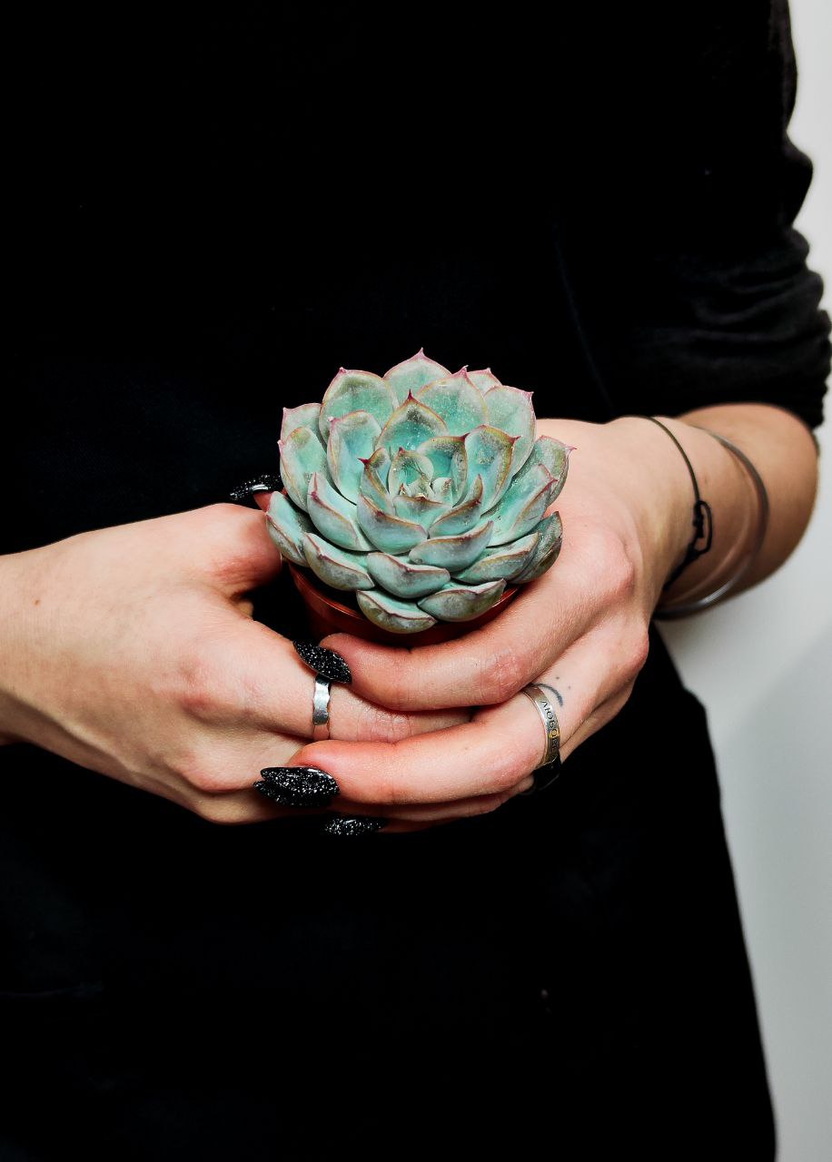 Эхеверия Шира (Echeveria Shira) D5см