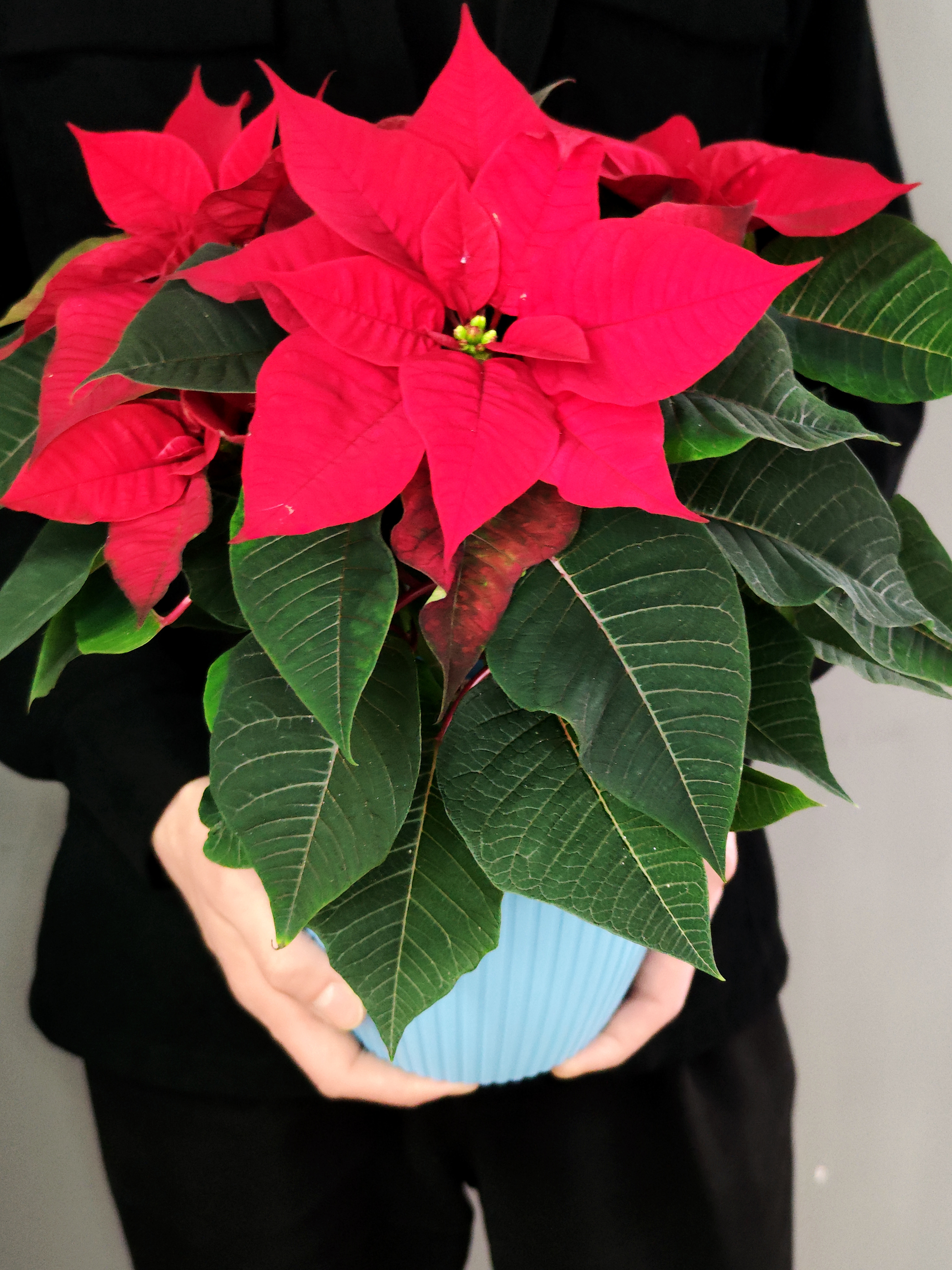 Пуансеттия Фрея Красная (Poinsettia Freya Red) Пересаженная D15см