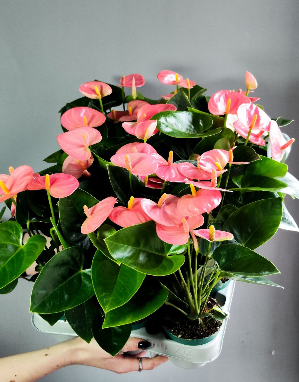 Антуриум Андре Пинк, или Розовый (Anthurium Аndraeanum Pink) D9см