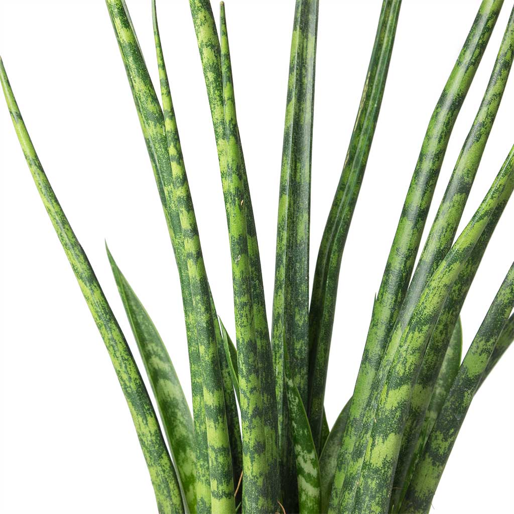Сансевиерия Фернвуд Микадо (Sansevieria Fernwood Mikado) D6см