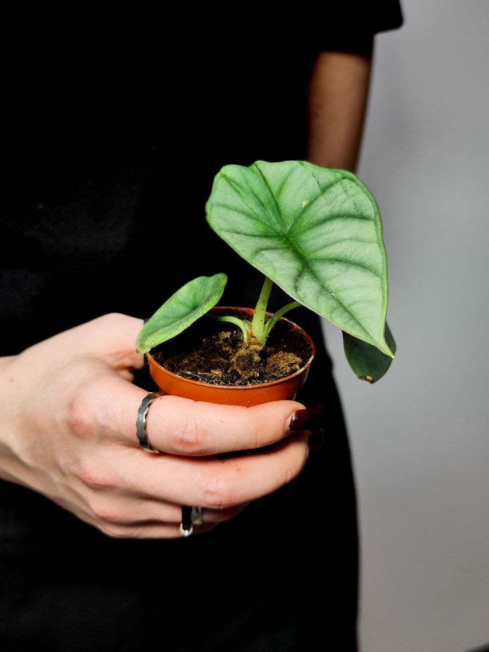 Алоказия Сильвер Небула (Alocasia Silver Nebula) D6см