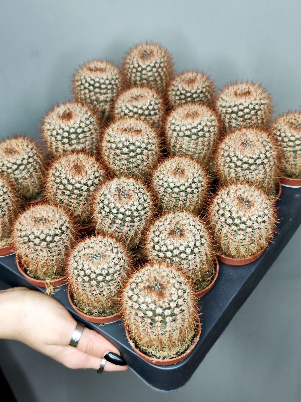 Нотокактус Шлоссера (Notocactus Schlosseri) D5см