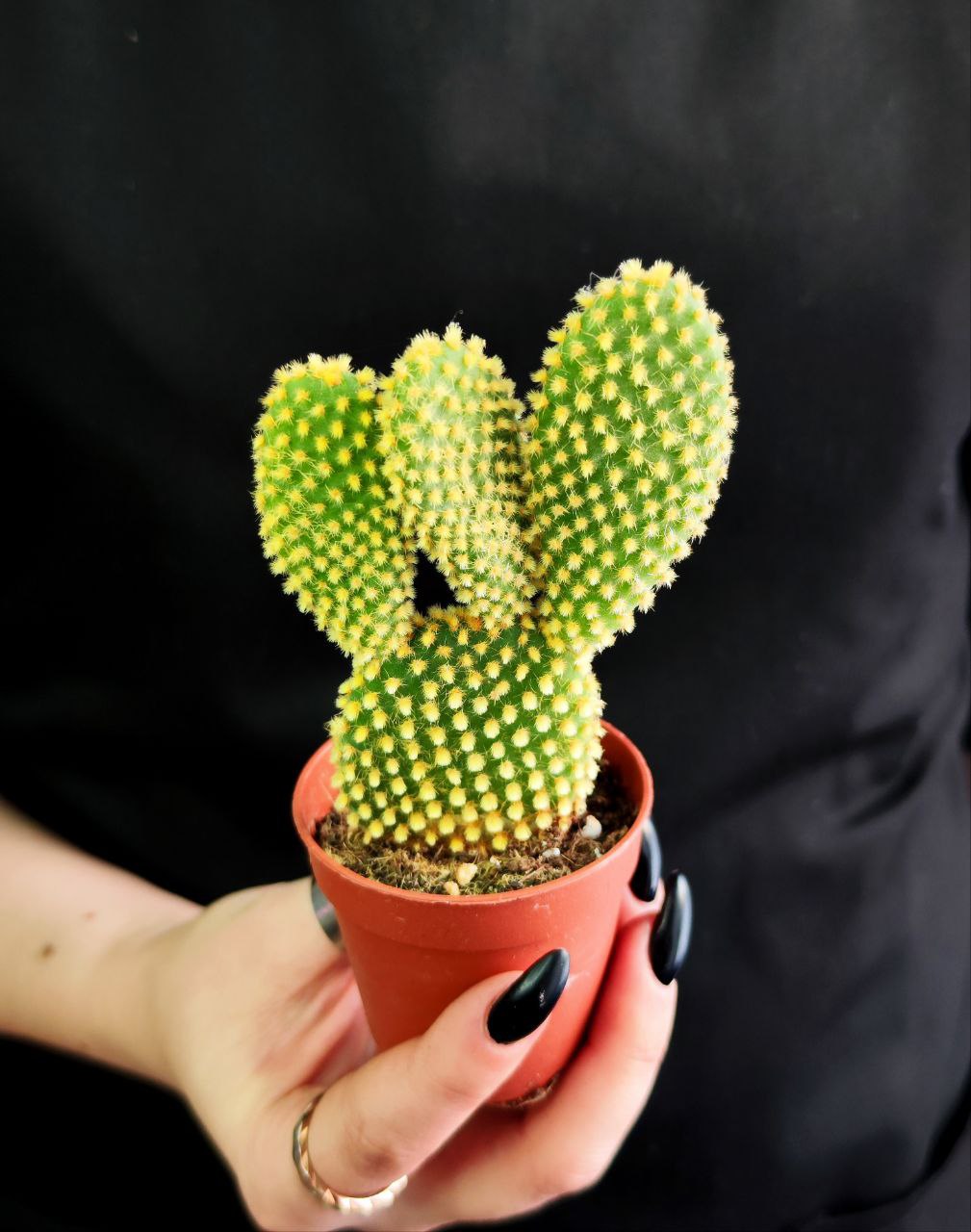Опунция Микродазис Йеллоу (Opuntia Microdasys Yellow) D5см