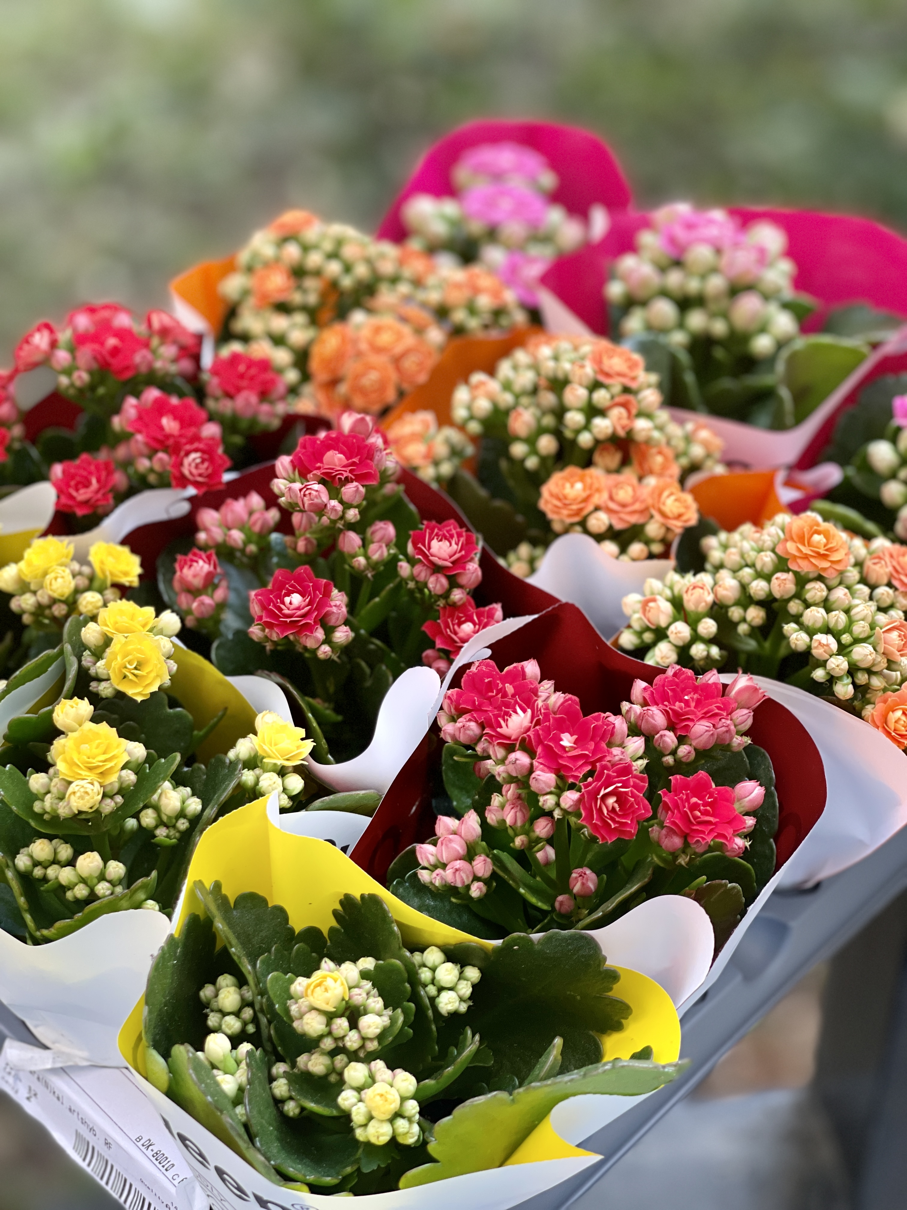 Каланхоэ Розалина Розовая (Kalanchoe Rosalina Pink) D6см