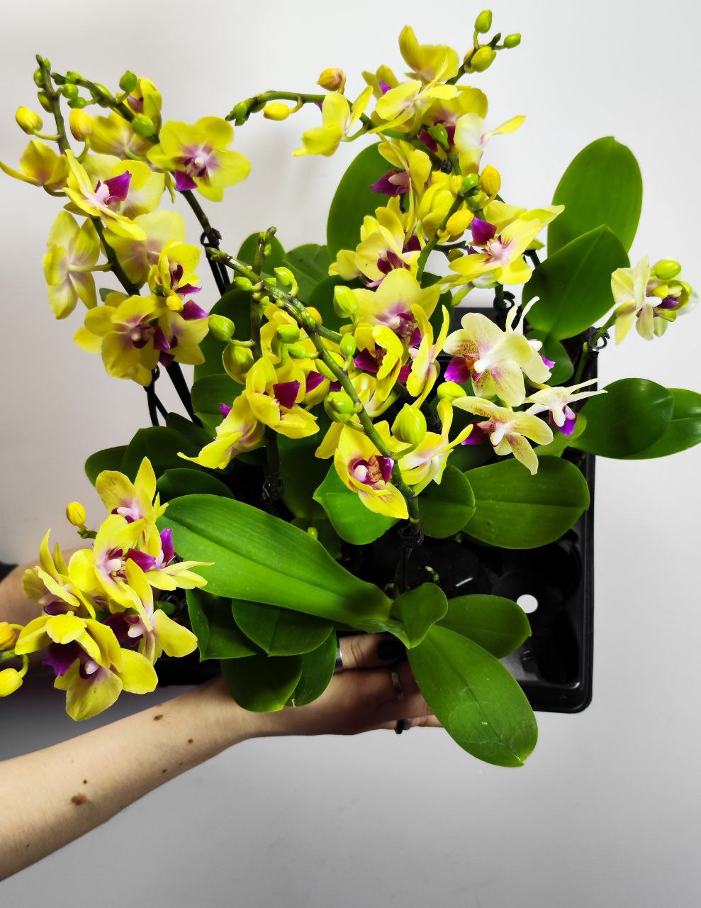 Фаленопсис Мультифлора Спанки (Phalaenopsis Multiflora Orchid Spunky) D6см