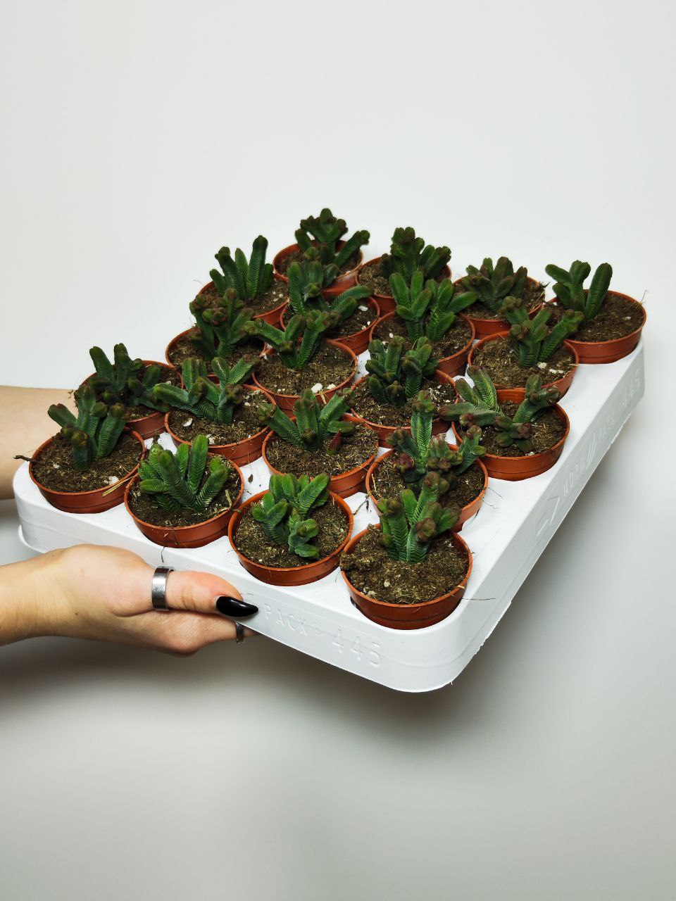 Крассула Пирамидалис (Crassula Pyramidalis) D5см