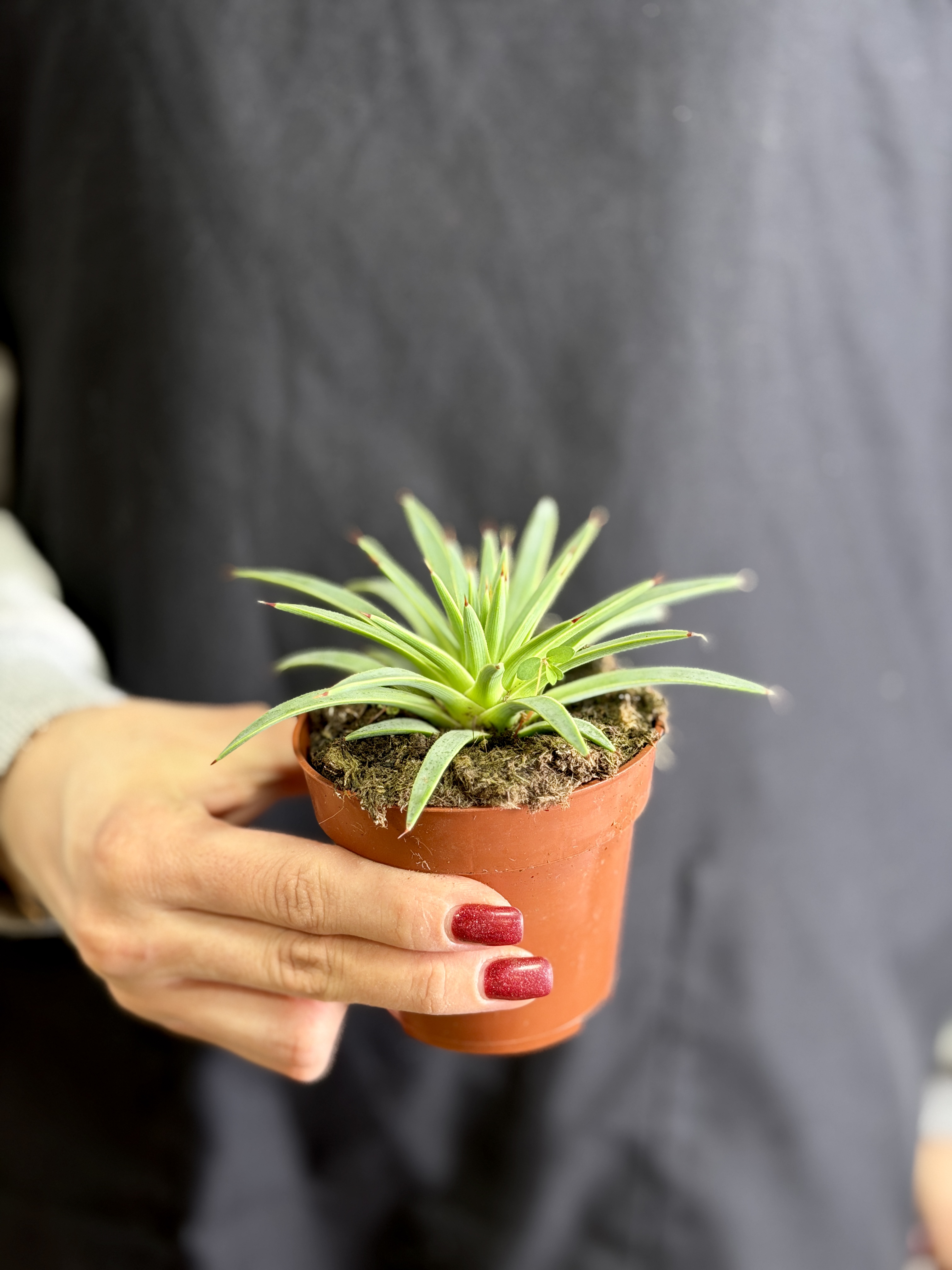 Агава Стрикта Нана (Agave Stricta Nana) D8,5см