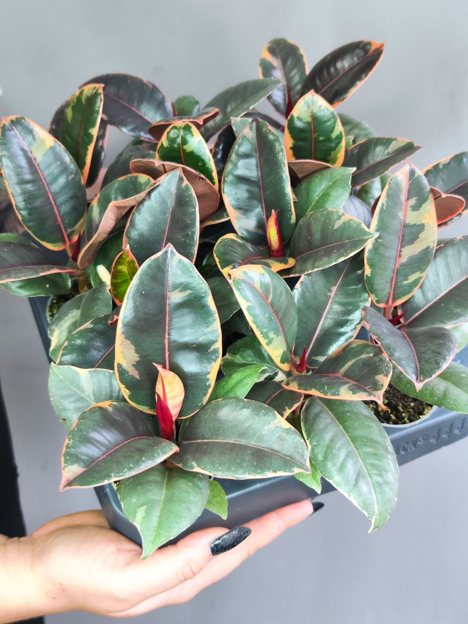 Фикус Эластика Белиз (Ficus Elastica Belize) D6см