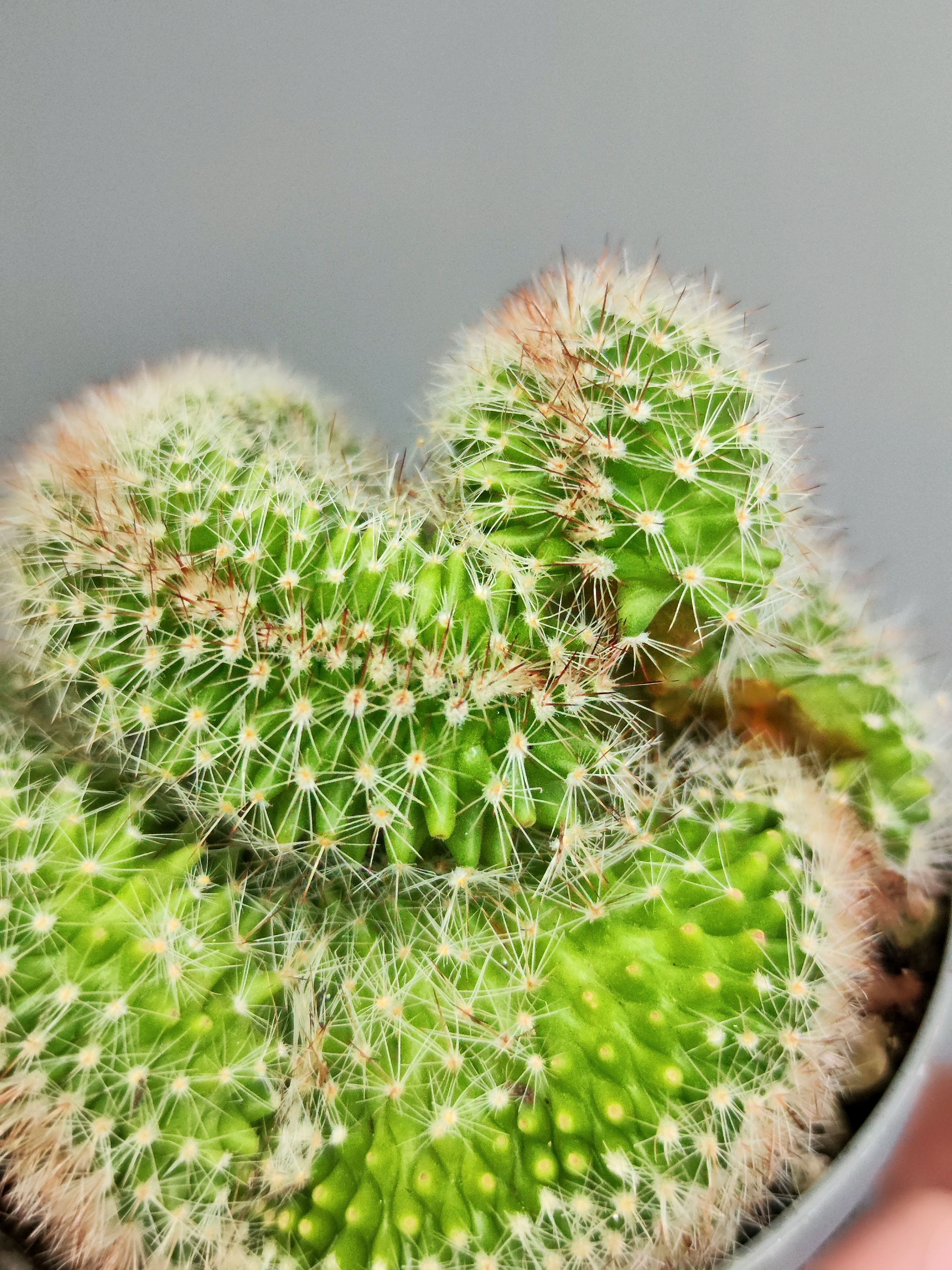 Маммилярия Эрнеста Крестата (Mammillaria Ernestii Crestata) D10см