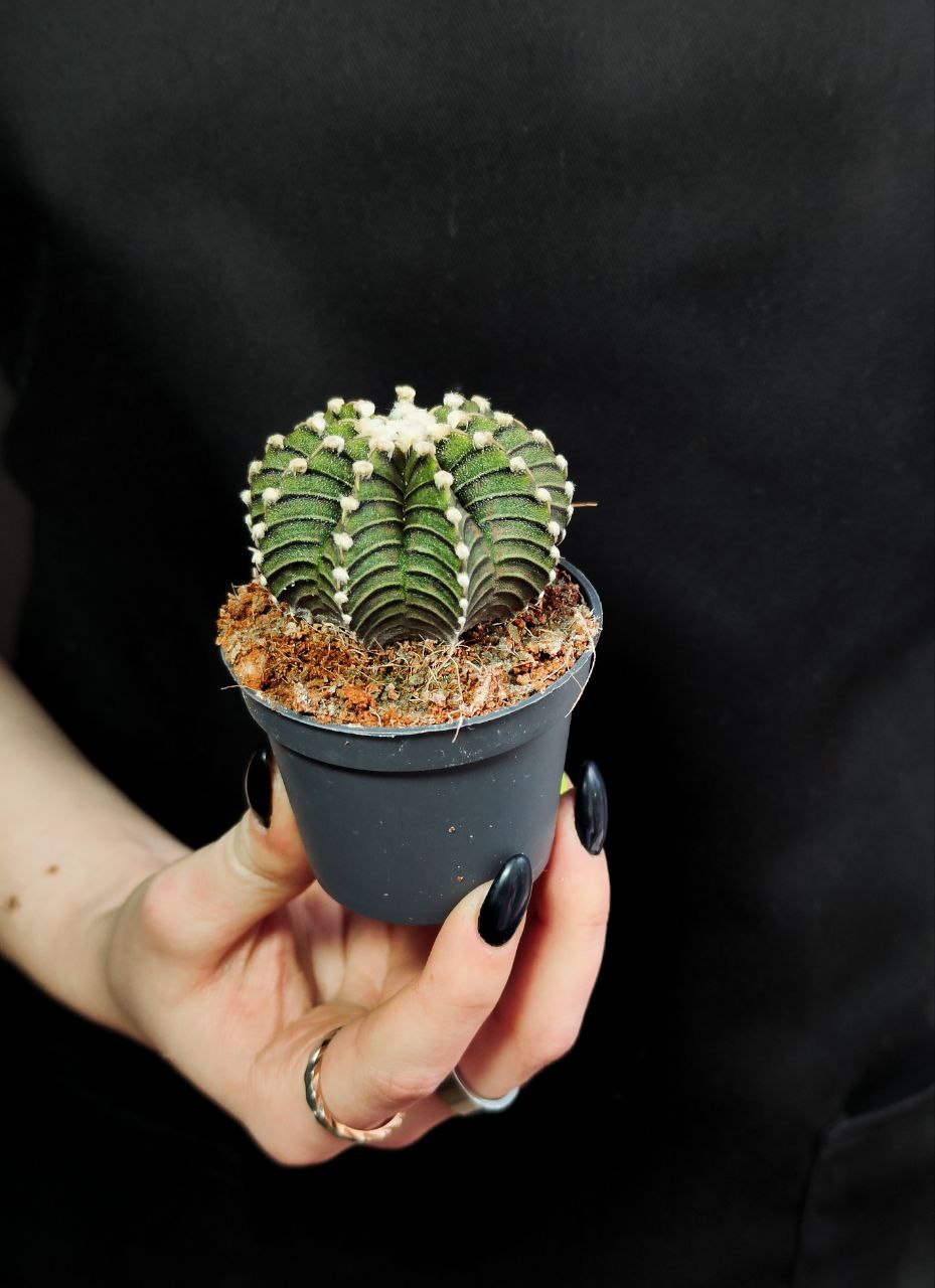 Гимнокалициум Фридриха Аква Дульче (Gymnocalycium friedrichii Agua Dulce) D5см