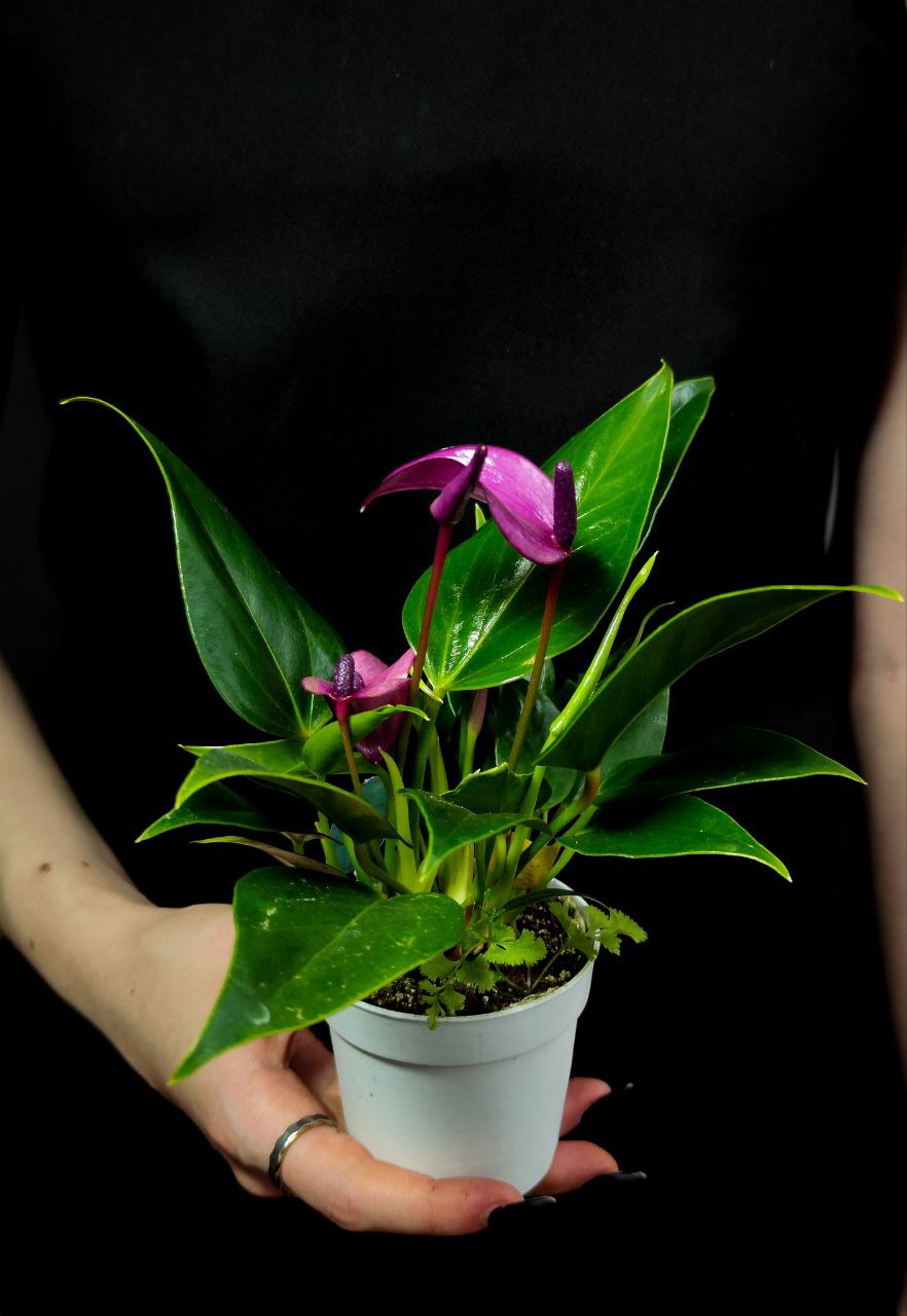 Антуриум Андре Зизу (Anthurium Andre Zizou) D7см