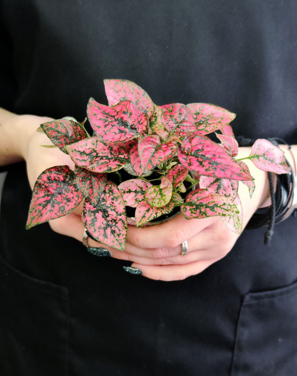 Гипоэстес Листоколосковый Ред (Hypoestes Phyllostachya Red) D6см