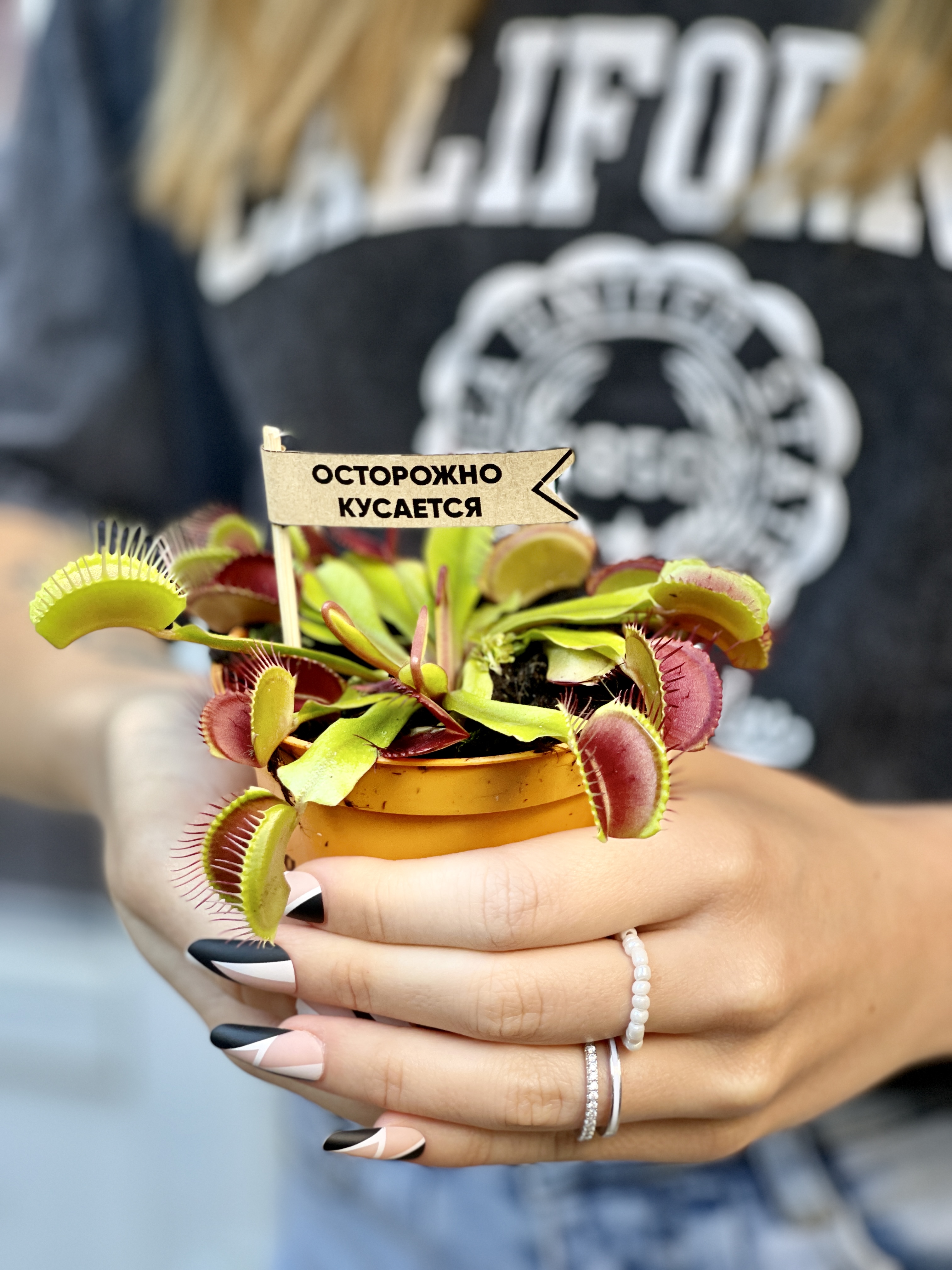Венерина Мухоловка (Dionaea Muscipula) D9см