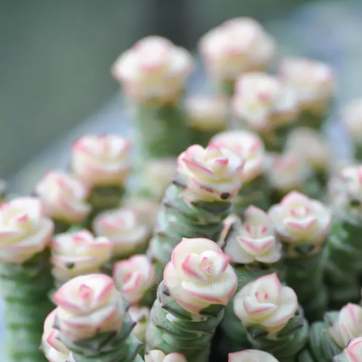 Крассула Стар Принц Брокадэ (Crassula Star Prince Brocade) D11см