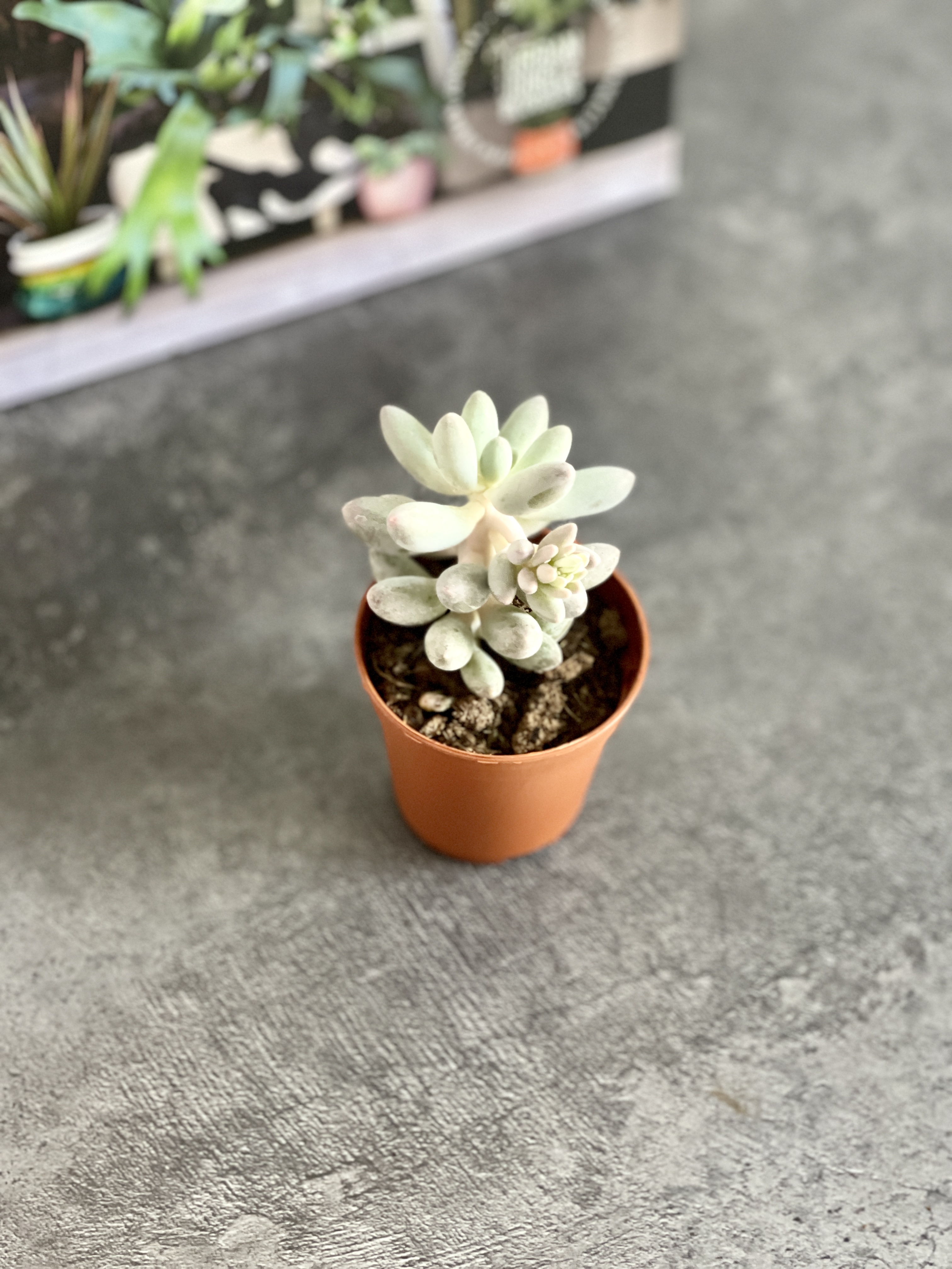 Пахифитум Мачуковый (Pachyphytum Machucae) D5см