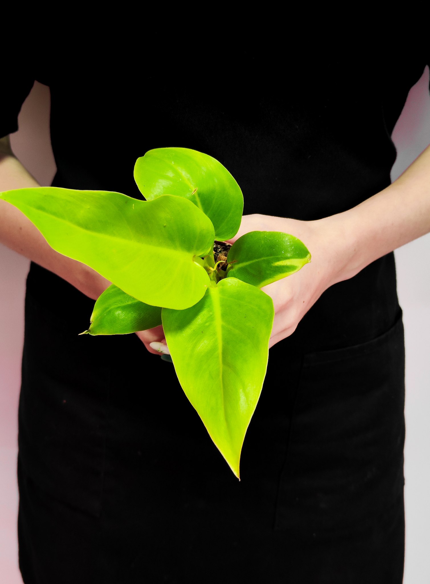 Филодендрон Мелинонии Голд (Philodendron Melinonii Gold) D6см