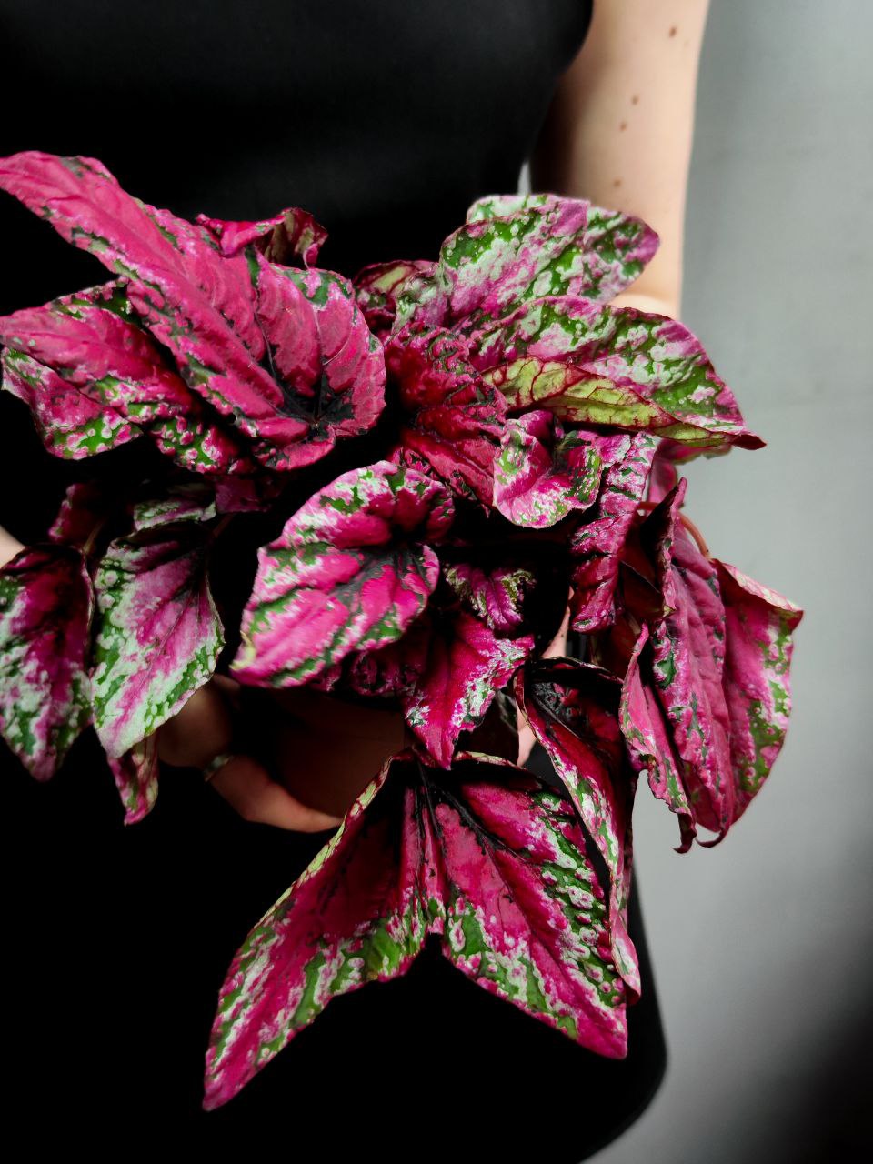 Бегония Рекс Мауи Сансет (Begonia Rex Maui Sunset) D12см