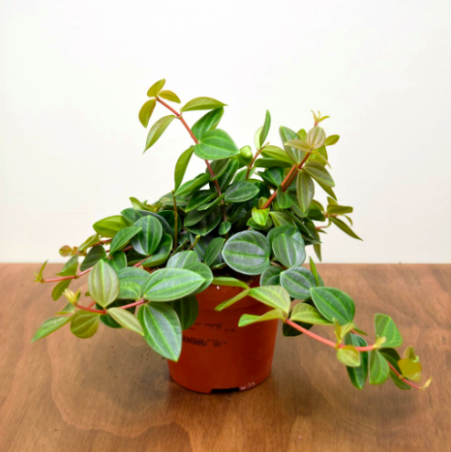 Пеперомия Ангулата Страйб (Peperomia Angulata Stribe) D5см