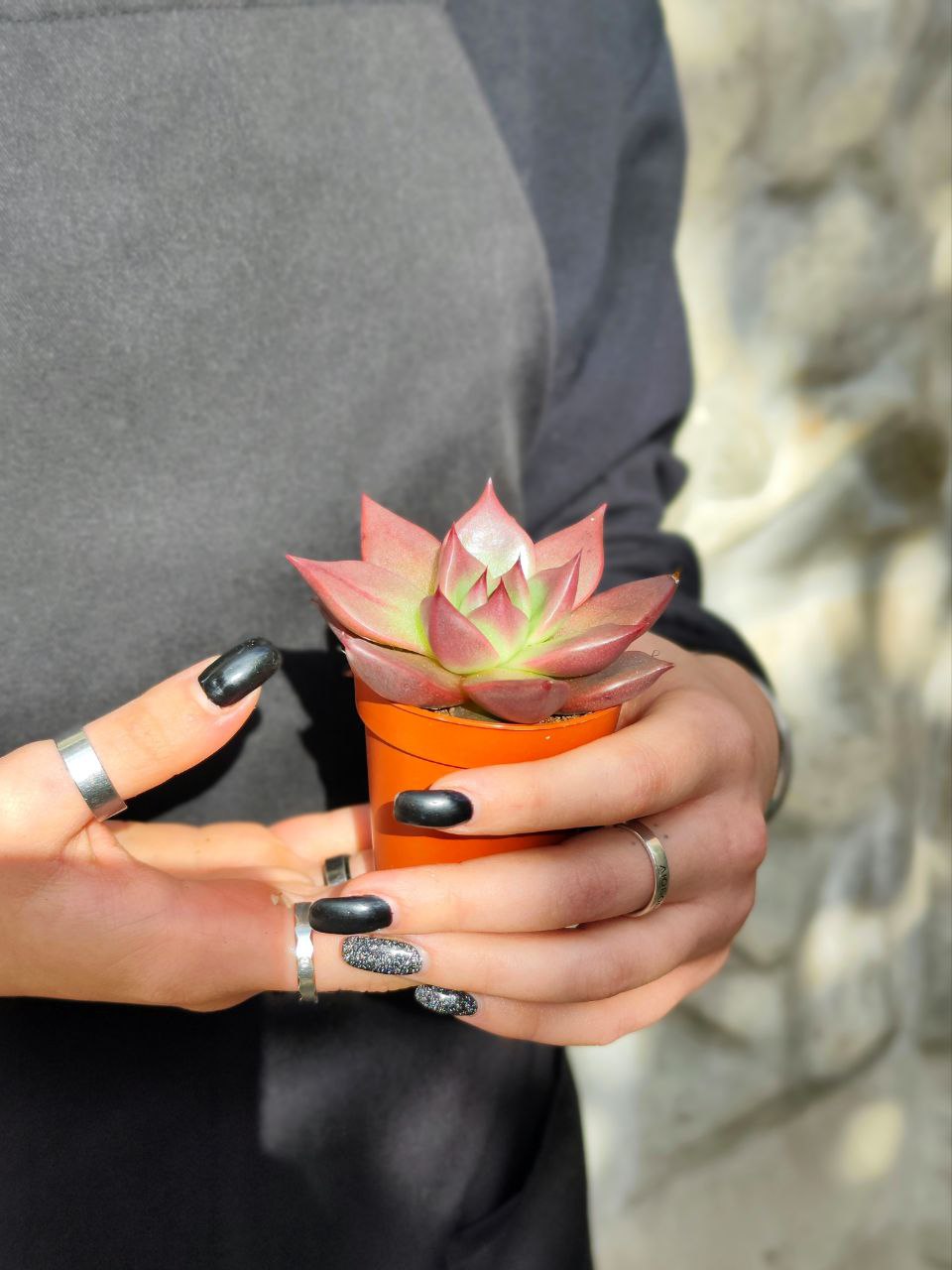 Эхеверия Таурус (Echeveria Agavoides Taurus) D5см