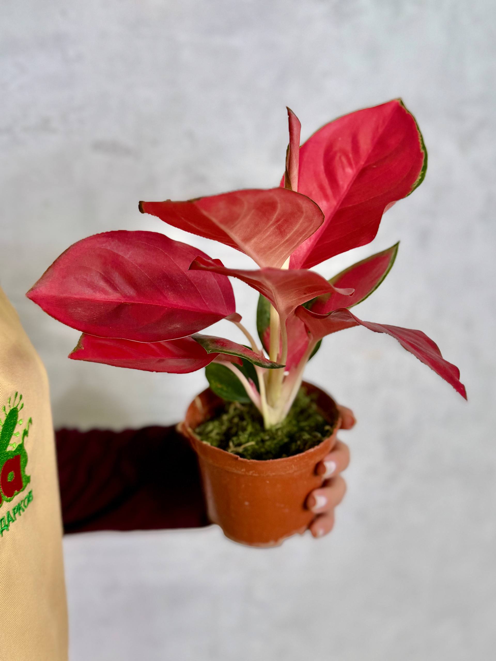 Аглаонема Чайна Ред (Aglaonema China Red) D10см