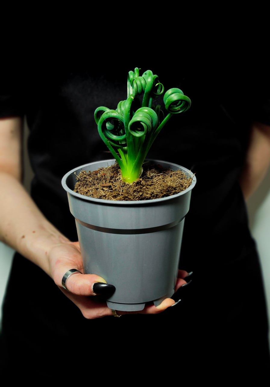 Альбука Спиральная (Albuca Spiralis) D12см