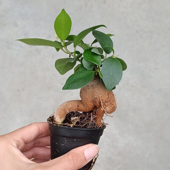 Фикус Гинсенг, или Фикус Женьшень (Ficus Ginseng) D7см