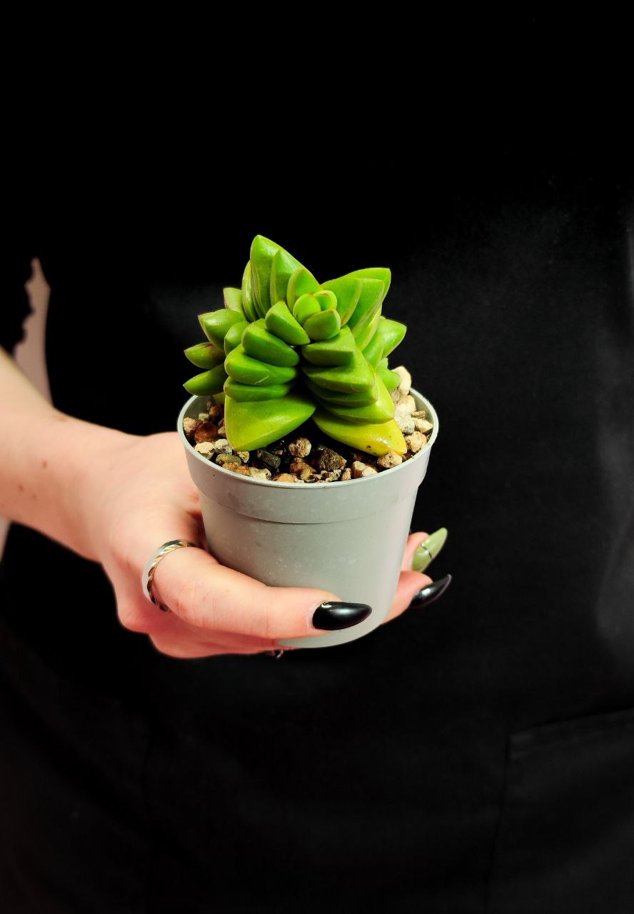 Крассула Бенджамин (Crassula Benjamin) D6,5см