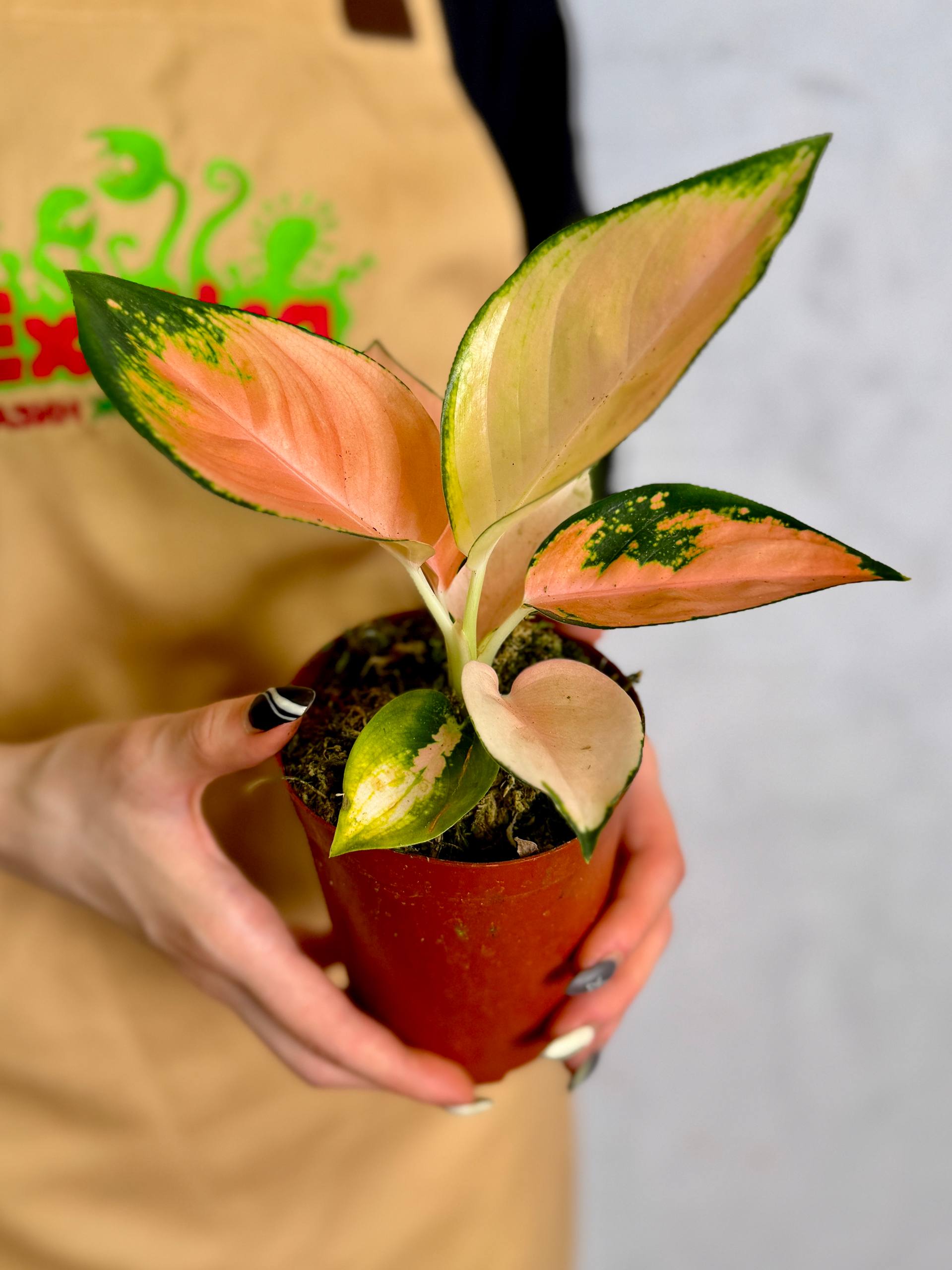 Аглаонема Пич Кочин (Aglaonema Peach Cochin) D10см