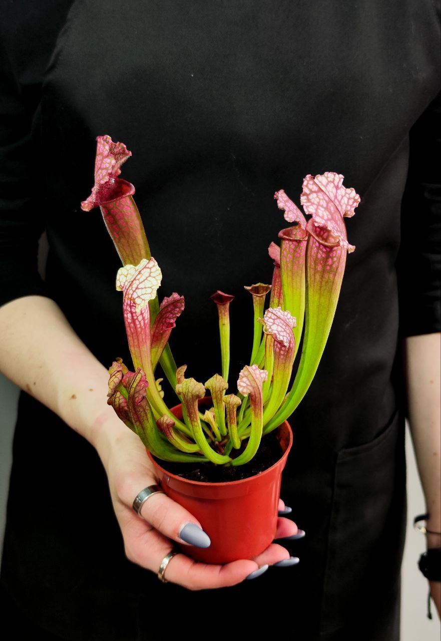 Саррацения Сопера (Sarracenia Juthatip Soper) D9см