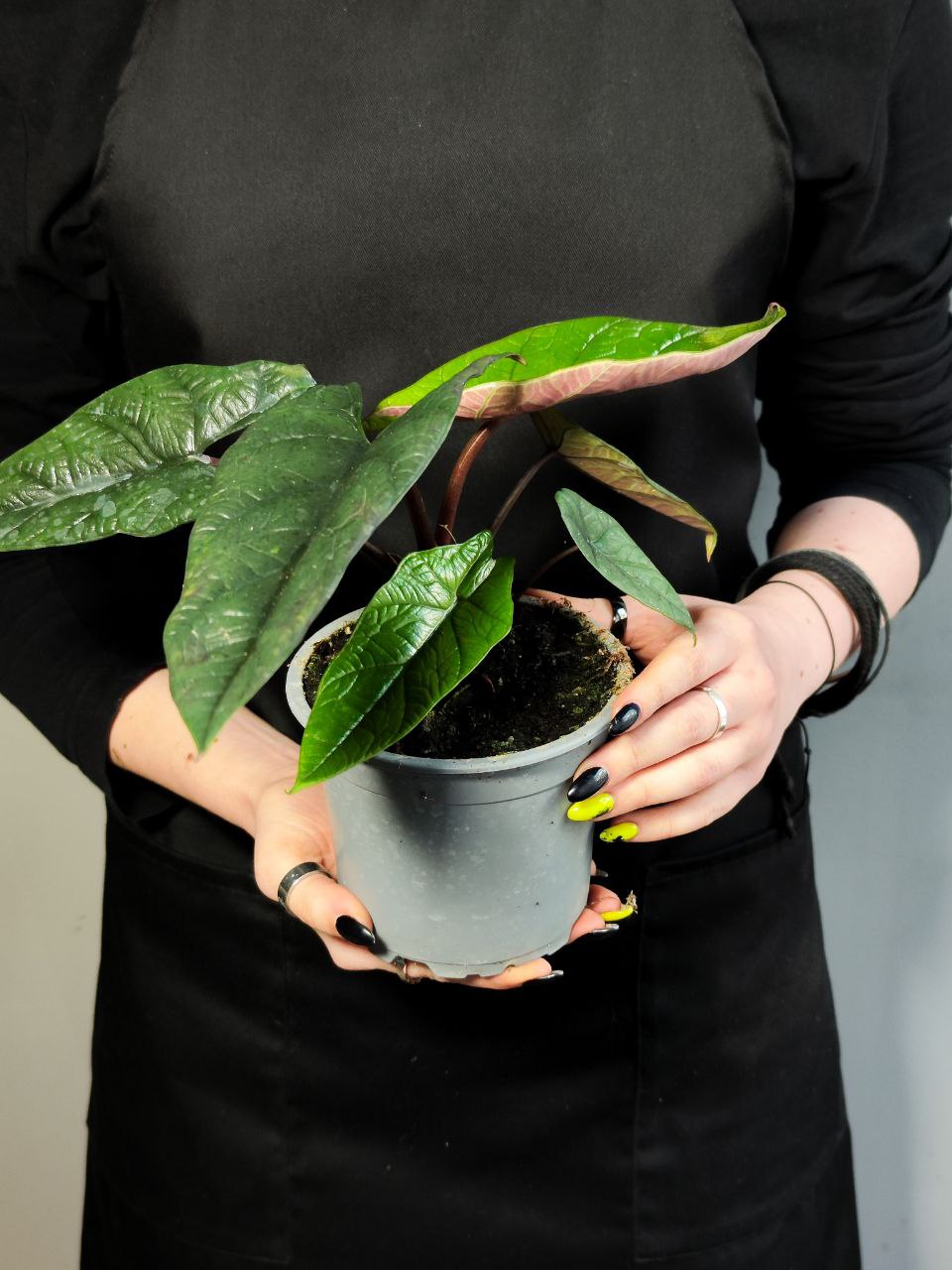 Алоказия Скальпрум (Alocasia Scalprum) D12см