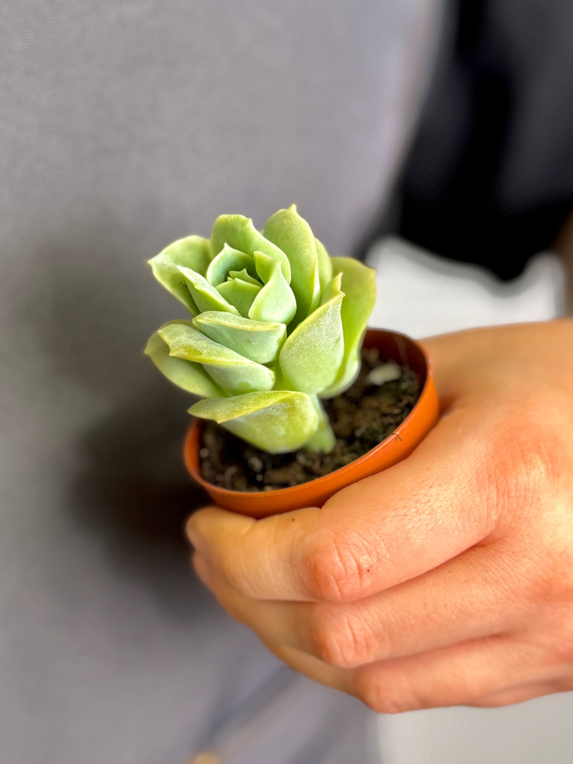Граптоверия Лавли Роуз (Graptoveria Lovely Rose) D5см