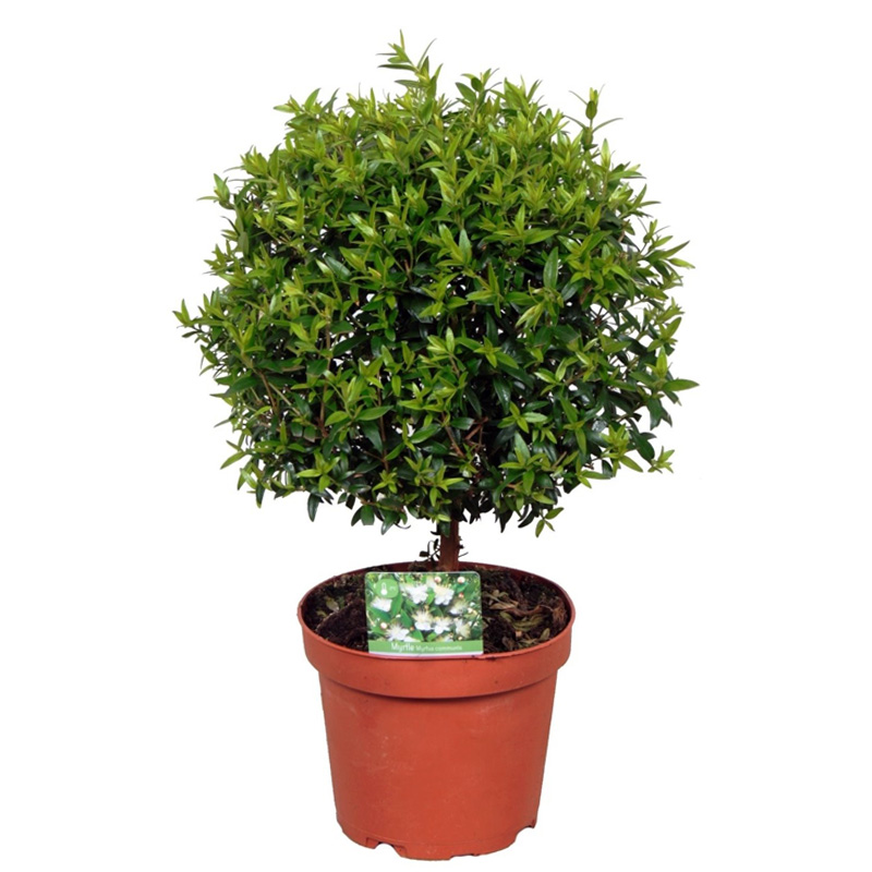 Мирт Комнатный (Myrtus Communis On Stem) D12см