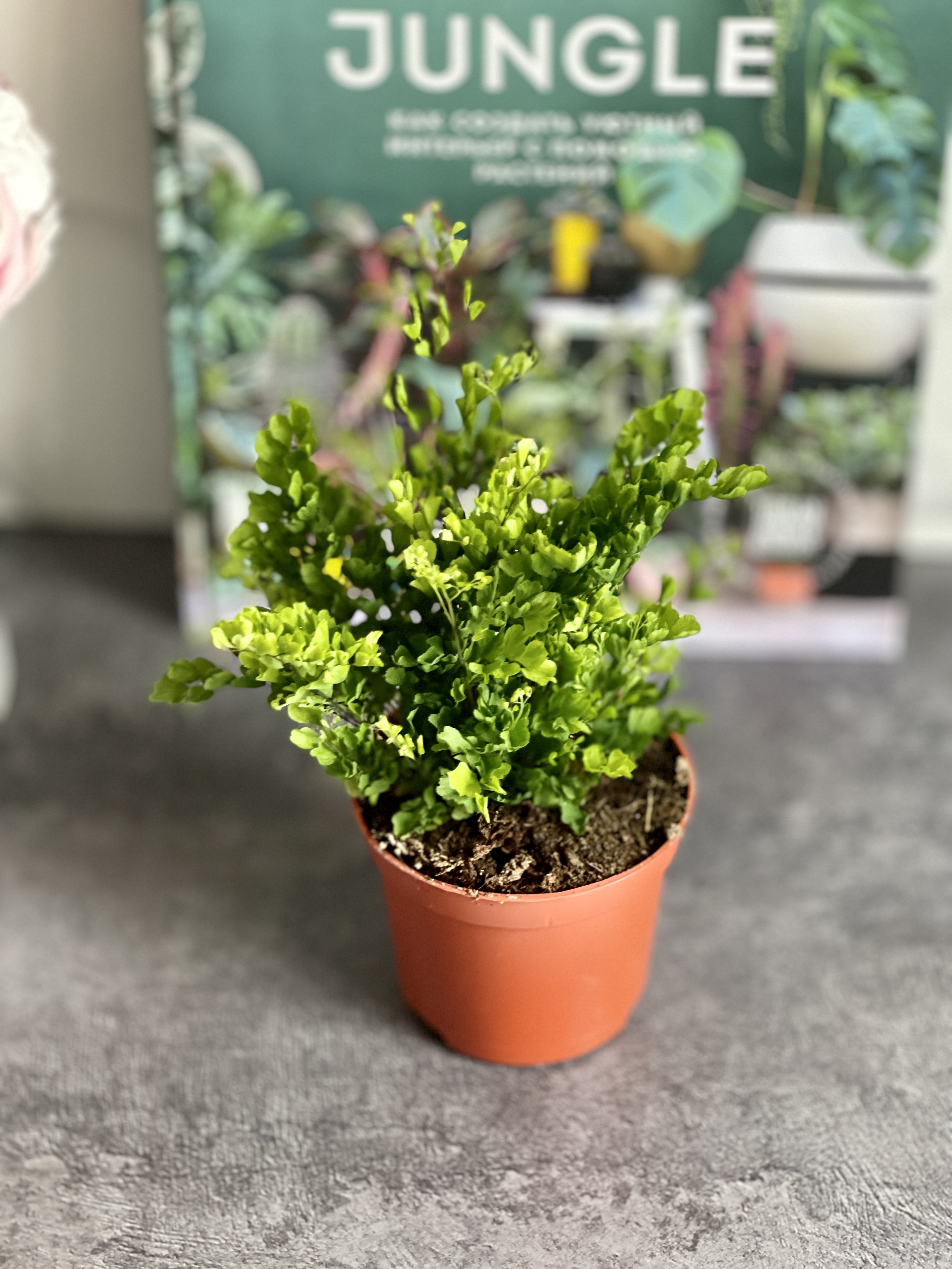 Адиантум Раддианум Лиза (Adiantum Raddianum Lisa) D8,5см