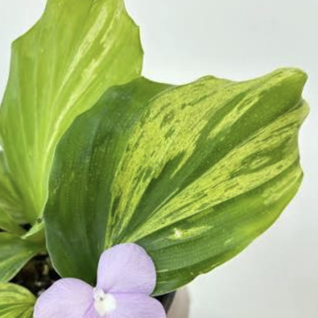 Кемпферия Гибридная Вариегатная (Kaempferia Hydrid Variegated) D13см