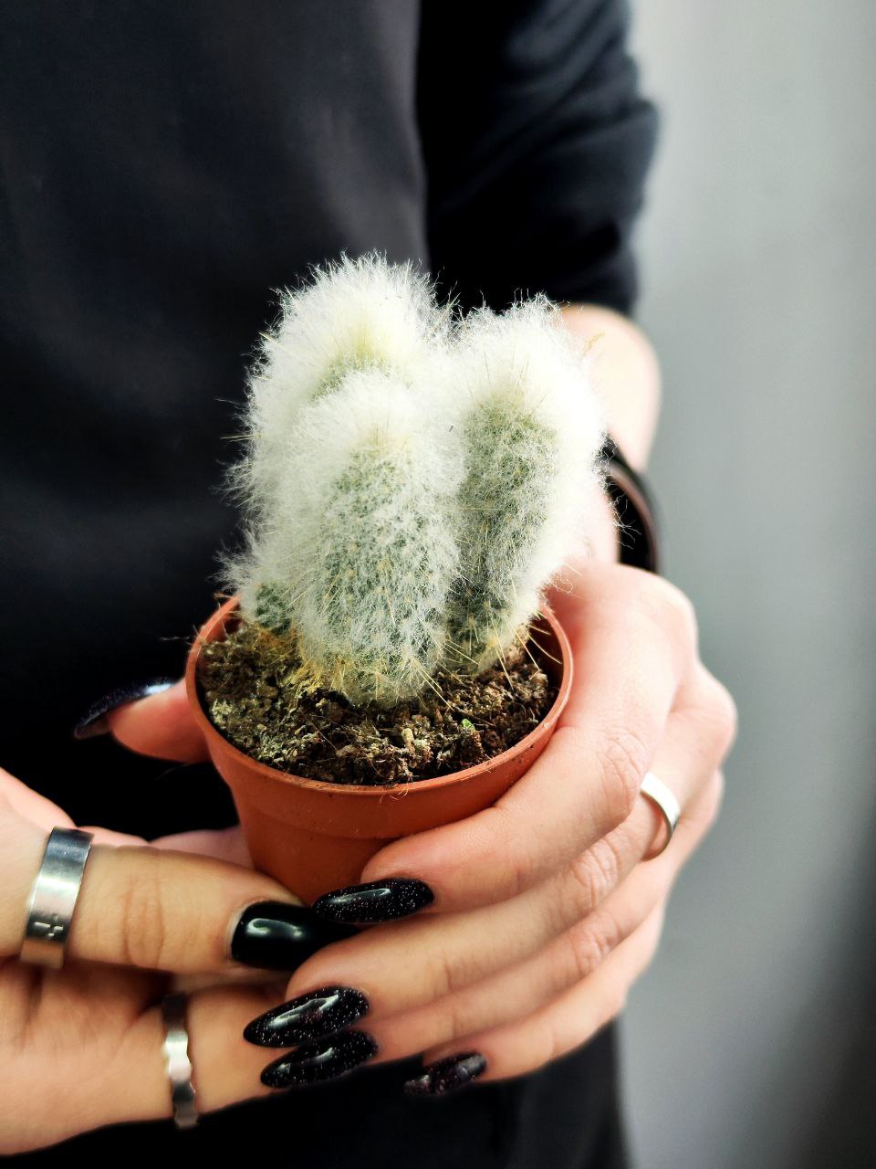 Кактус Аустроцефалоцереус Дибовского Груп (Austrocephalocereus Duwboyskii Group) D5см