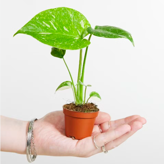 Монстера Деликатесная Тайское Созвездие (Monstera Thai Constellation) D6см