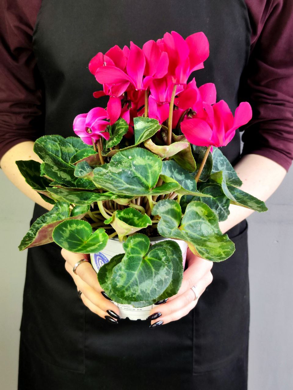 Цикламен Европейский Фуксия (Cyclamen Europaeum Fuchsia) D12см