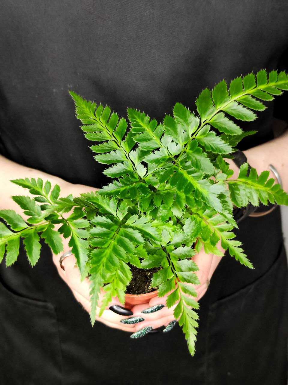 Румора Адиантиформис Вариегата (Rumohra Adiantiformis Variegata) D8,5см