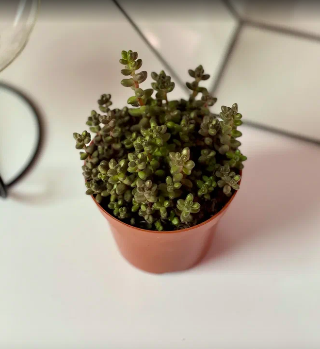 Седум Сталя (Sedum Stahlii) D8cм