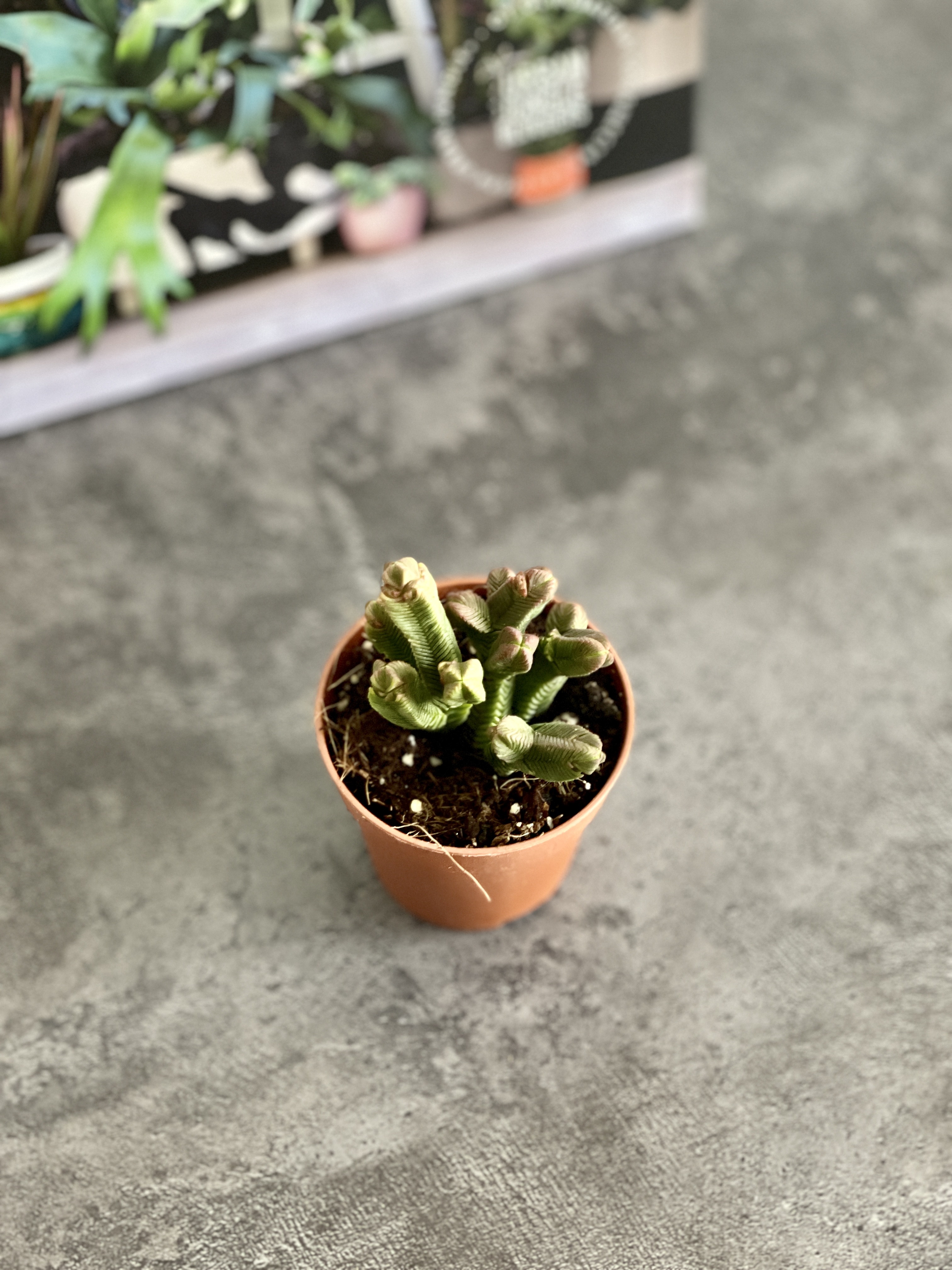 Крассула Пирамидалис (Crassula Pyramidalis) D5см