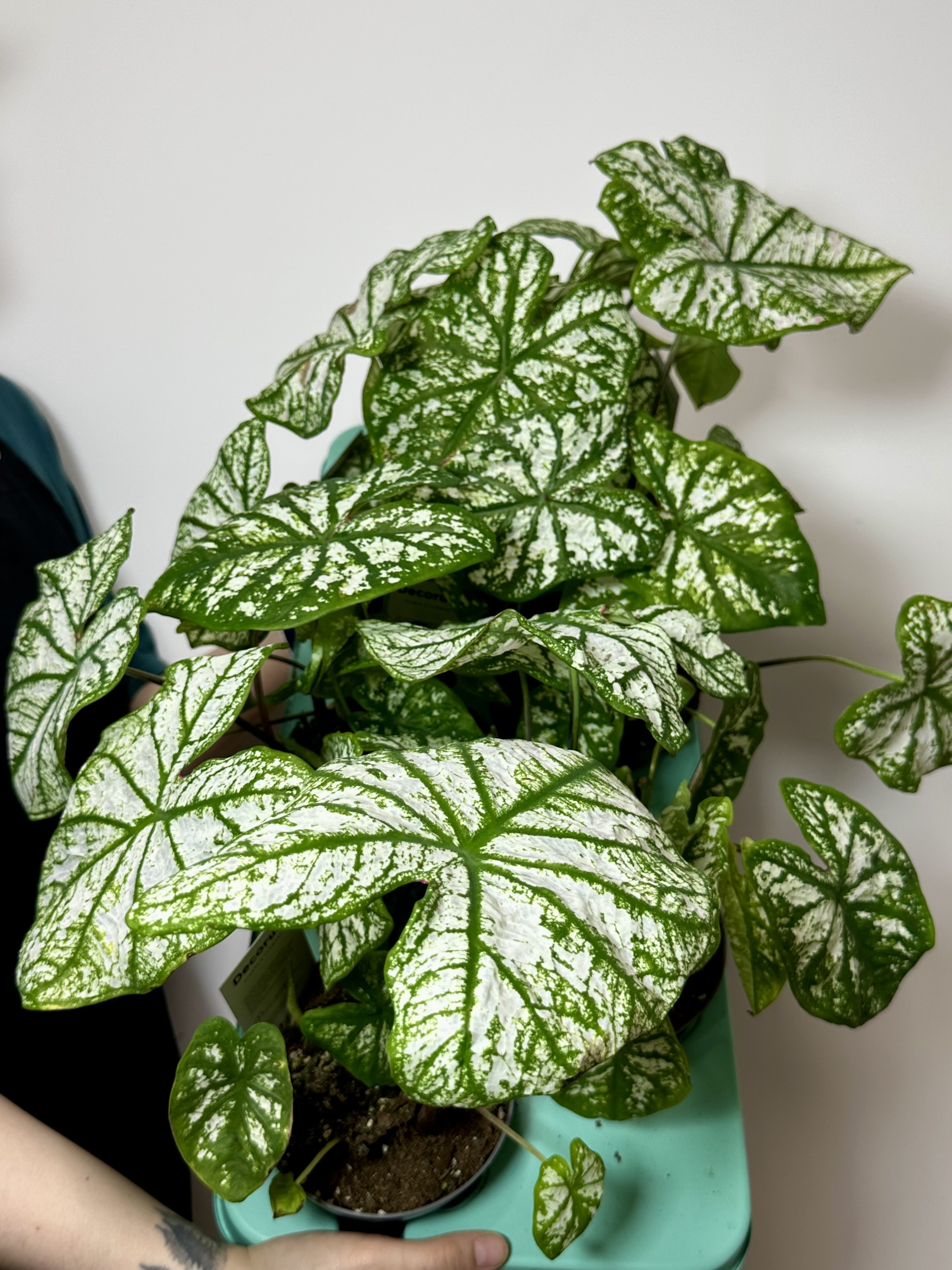 Каладиум Вайт Кристмас, или Белое Рождество (Caladium White Christmas) D12см