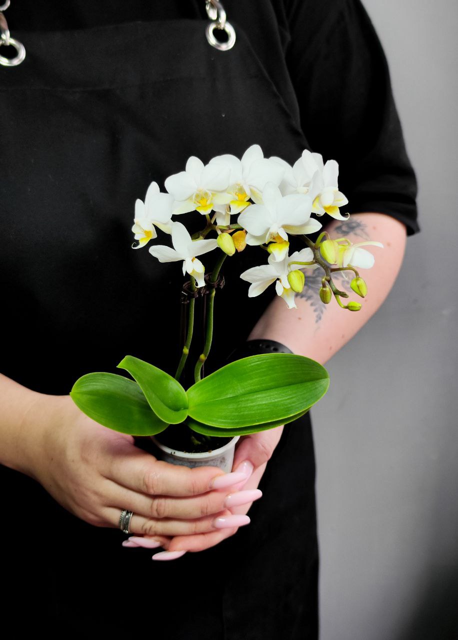 Орхидея Фаленопсис Мини Вайт (Phalaenopsis Multiflora White) D6см