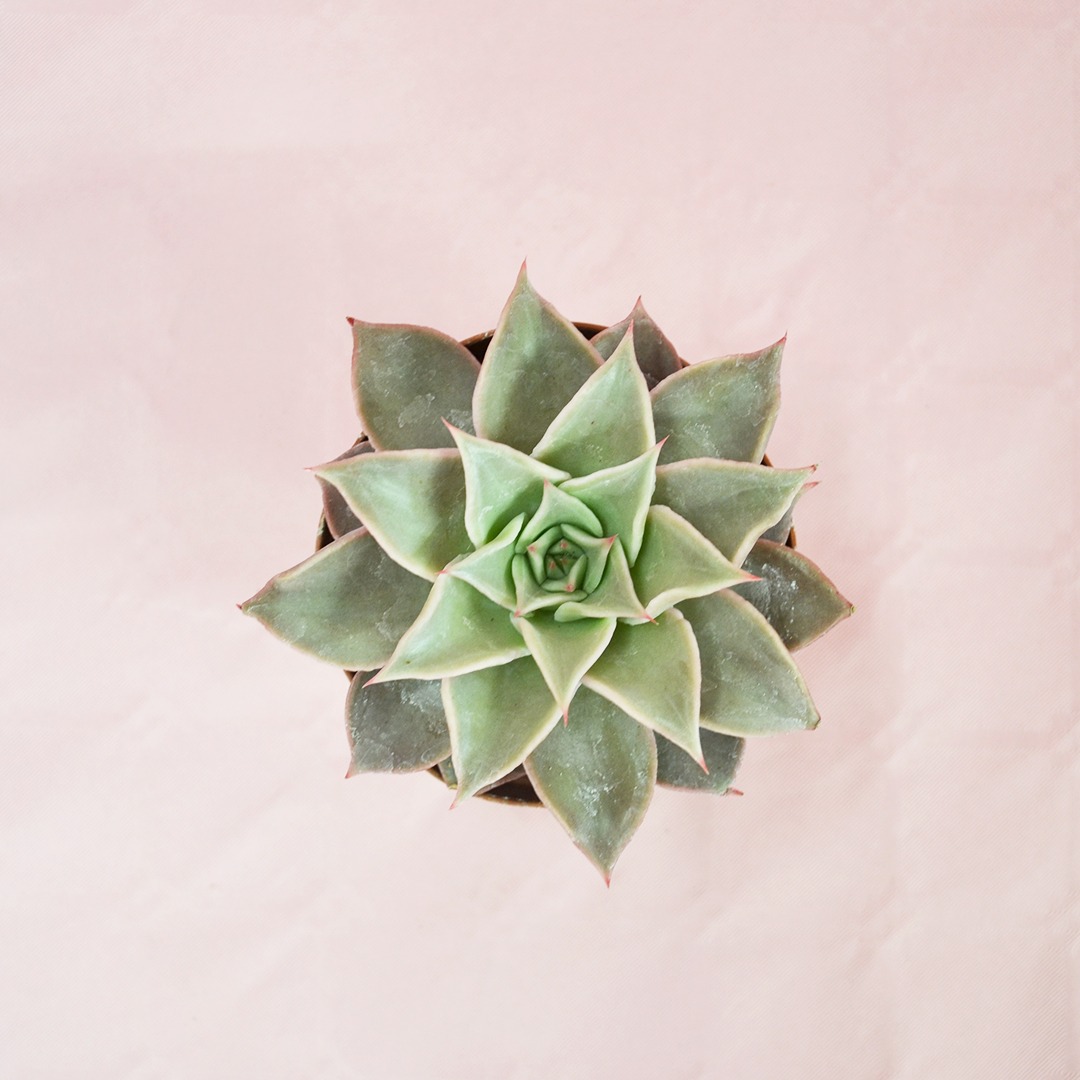 Эхеверия мадиба (Echeveria Madiba) D8см