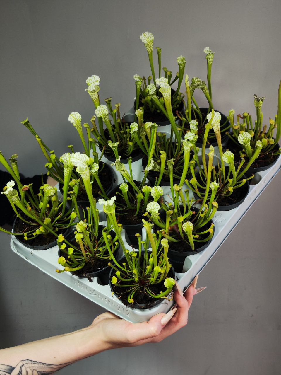 Саррацения Фарнхами Белая (Sarracenia White Farnhamii) D9см