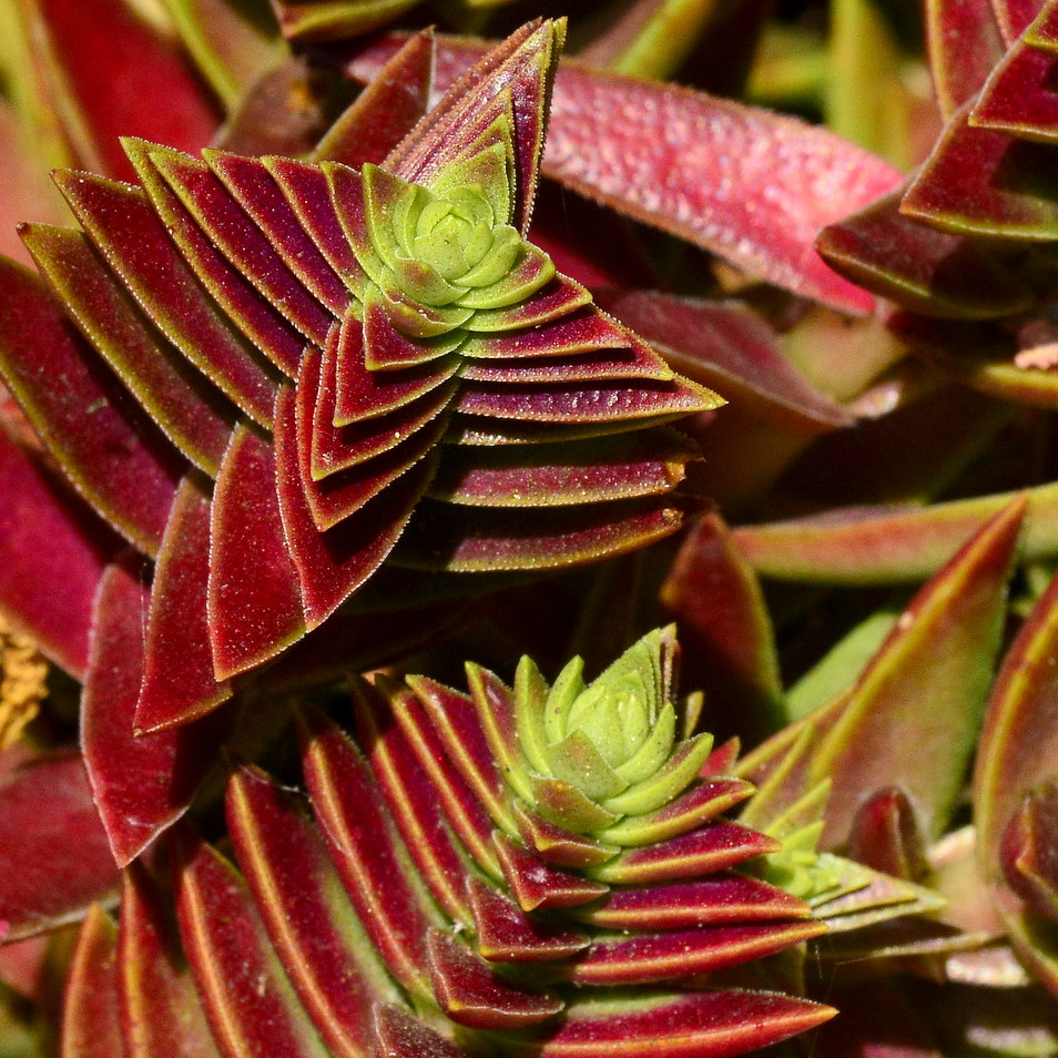 Крассула Капителла Рубра (Crassula Capitella Rubra) D5см