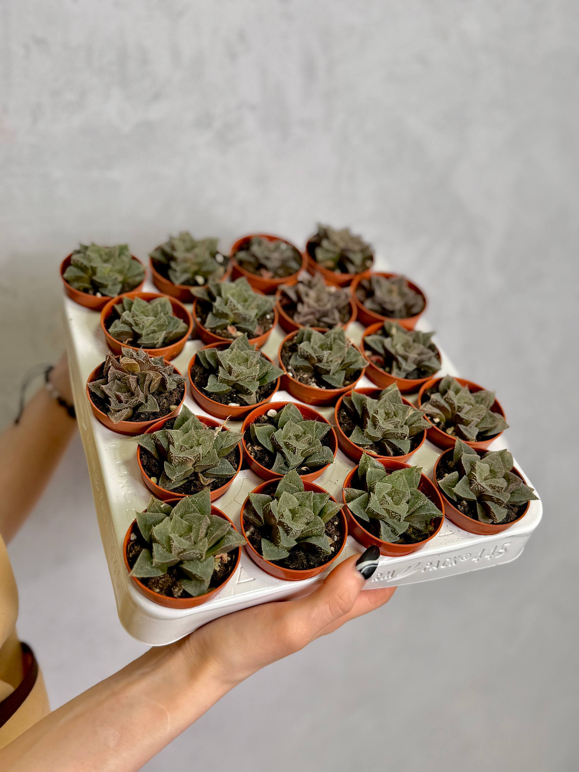 Хавортия Карликовая (Haworthia Pygmaea) D5см