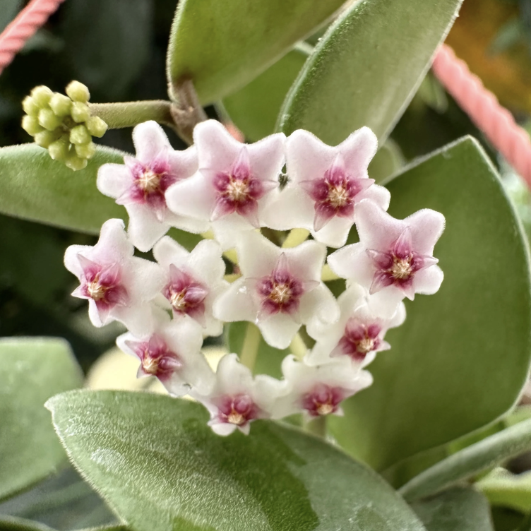 Хойя Нуммулариоидес (Hoya Nummularioides) D6см